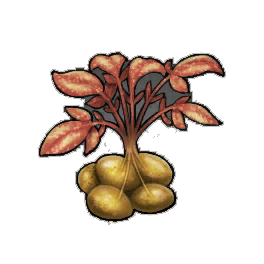 Bollbark Potato