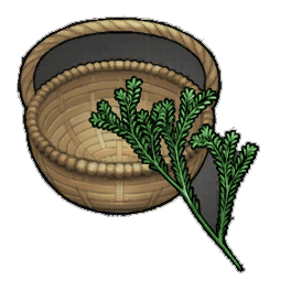 Brace Rosemary