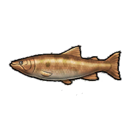Orange Salmon