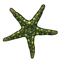 Granulated Starfish