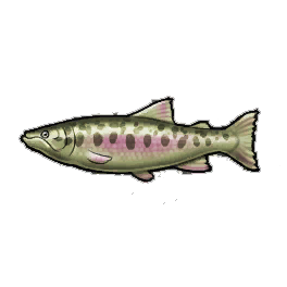 Masu Salmon