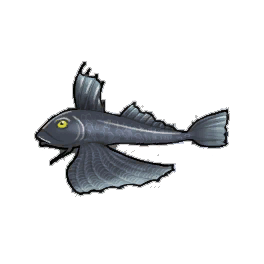 Gray Gurnard