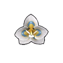 Butterfly Orchid