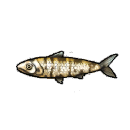 Patterned Sardines