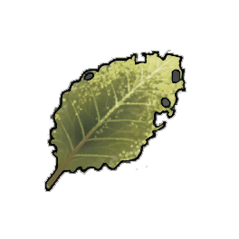 Bitter Dock Leaf