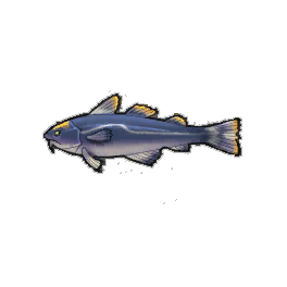 Emperor Cod