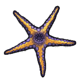 Asterina Starfish