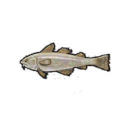 Pearly Cod