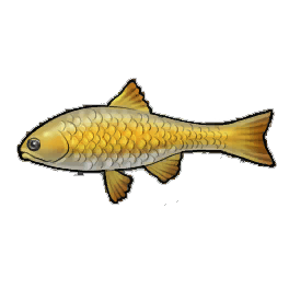 Golden Trout