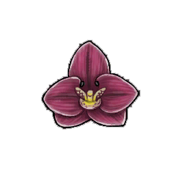 Boat Orchid