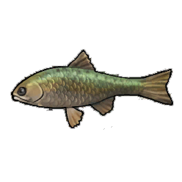 Scout Trout