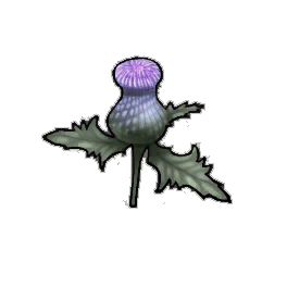 Wavyleaf Thistle