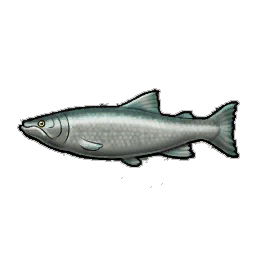 Spring Salmon