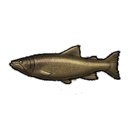Cynical Salmon
