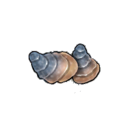 Speckled Oyster