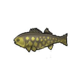 Jumbo Bass
