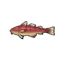 Burly Cod