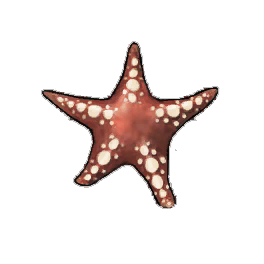 Clingy Starfish