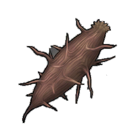 Spiky Chameleon Plant Seed