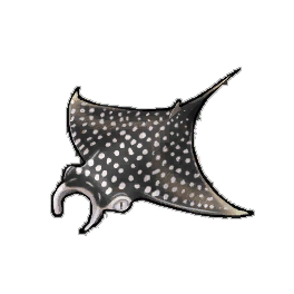 Hoo Ray