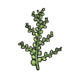 Scraggle Creeper