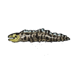 Leopard Eel