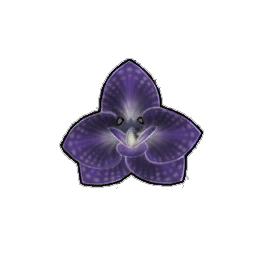 Purple Orchid