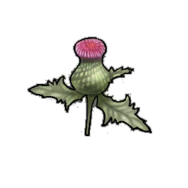 Plume Thistle