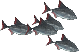 Extreme Bream