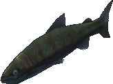 Chum Salmon