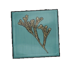 Roseus Rosemary Seed Packet