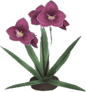 Boat Orchid
