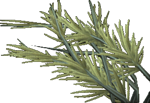 Silty Pond Weed