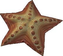 Duckfoot Starfish