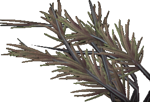 Rubbery Pond Weed