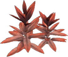 Pineapple Sage