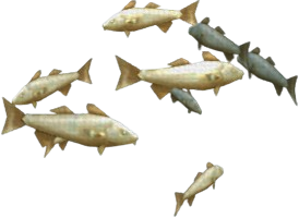 Pearly Cod