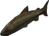 Orange Salmon
