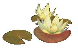 Copper Water Lily