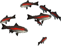 Cutthroat Trout