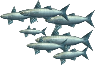 Flathead Sturlet