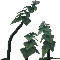 Heartleaf Nettle