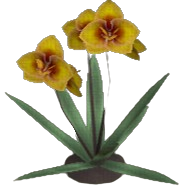 Lionsmane Orchid