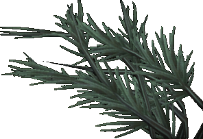 Thick Pond Weed