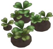 Large Hop Clover