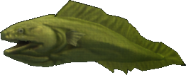 Snipe Eel