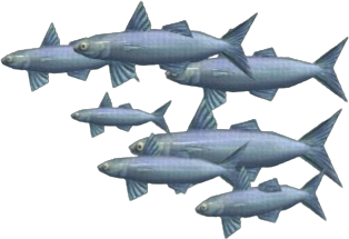 Silver Sturlet