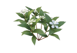 White Periwinkle