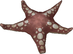 Clingy Starfish