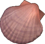 Dish Shell